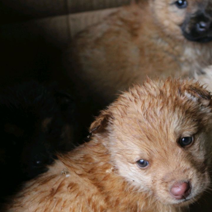 Adopta tu Mascota Rapa Nui | Hanga Roa