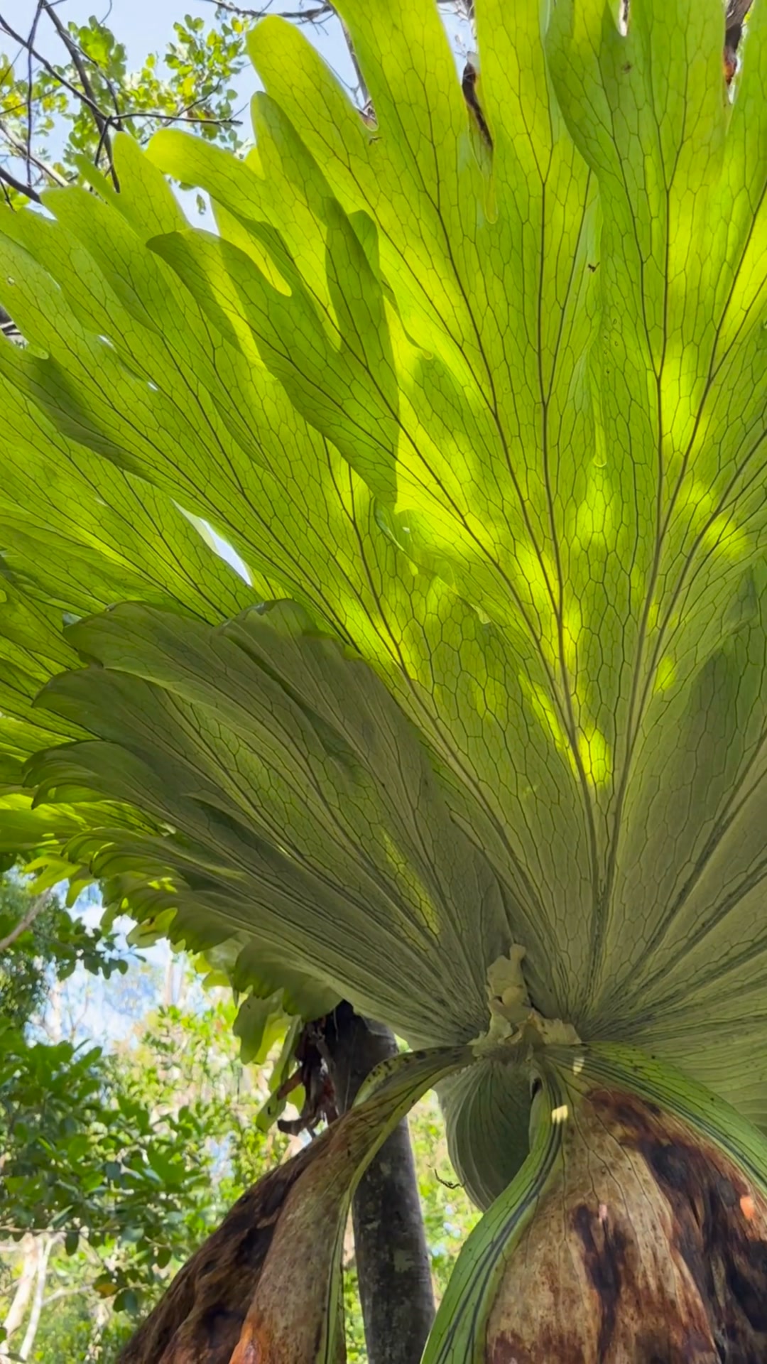 🍃 There’s something magical about staghorn ferns. With their antler ...