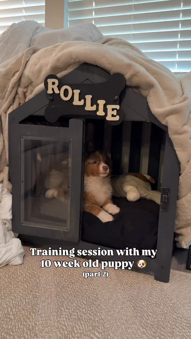 Rollie’s daily training sessions 🐕🐾 We’re reinforcing his commands by ...