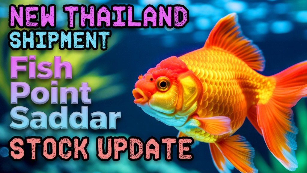 Massive Exotic Stock Update at Fish Point Saddar! Thailand Goldfish ...