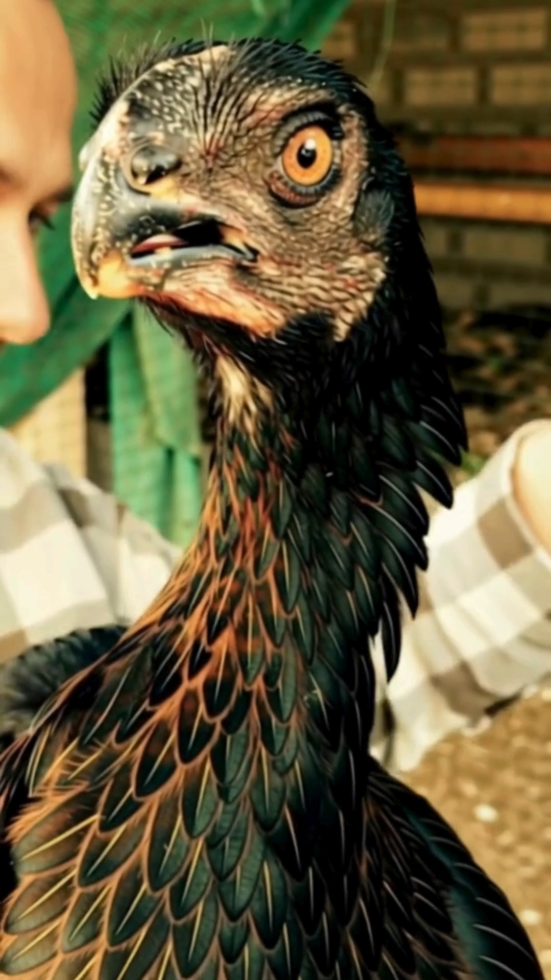 This chicken looks like it’s about to ask you to step outside. 🐔 Meet ...