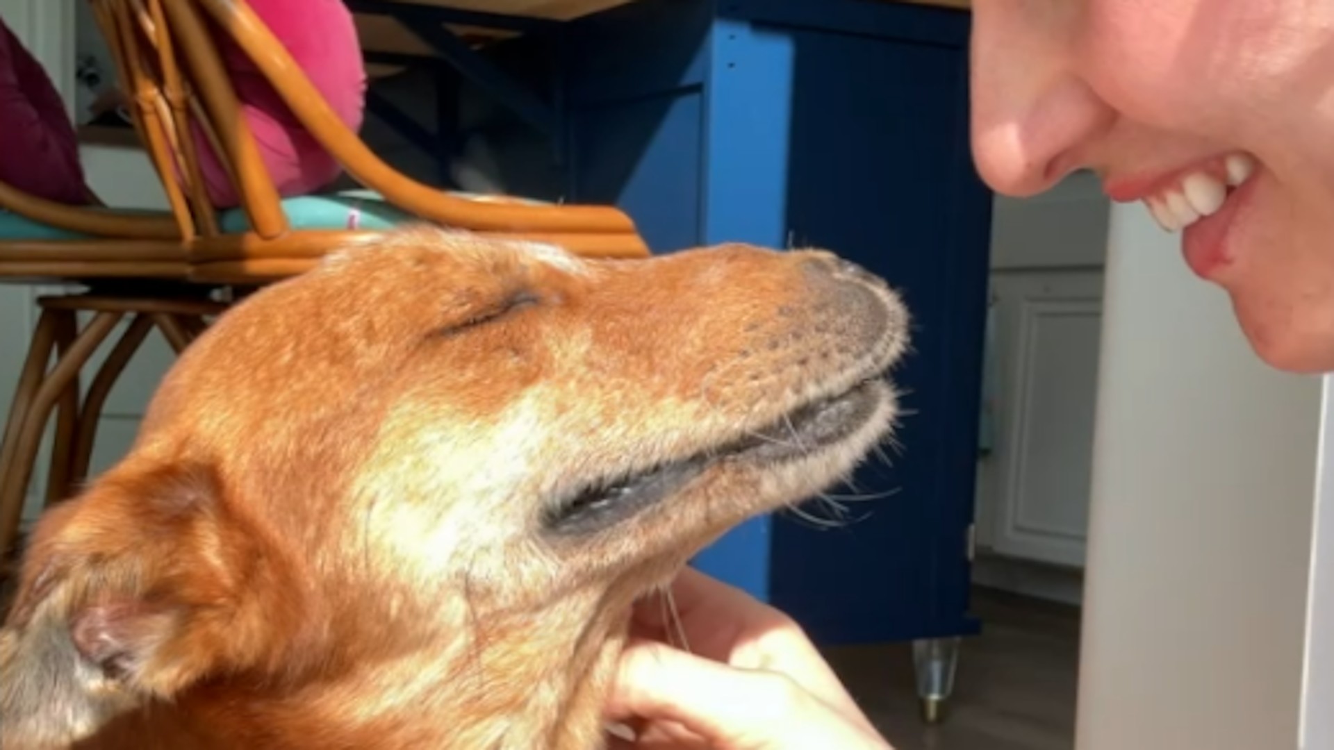 Street dog reacts to his rescue in emotional moment We interviewed ...