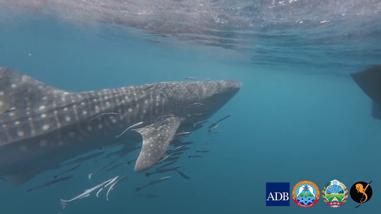 Picture Idea: An Endangered Whale Shark Rhincodon Typus Was Recently Spotted In
