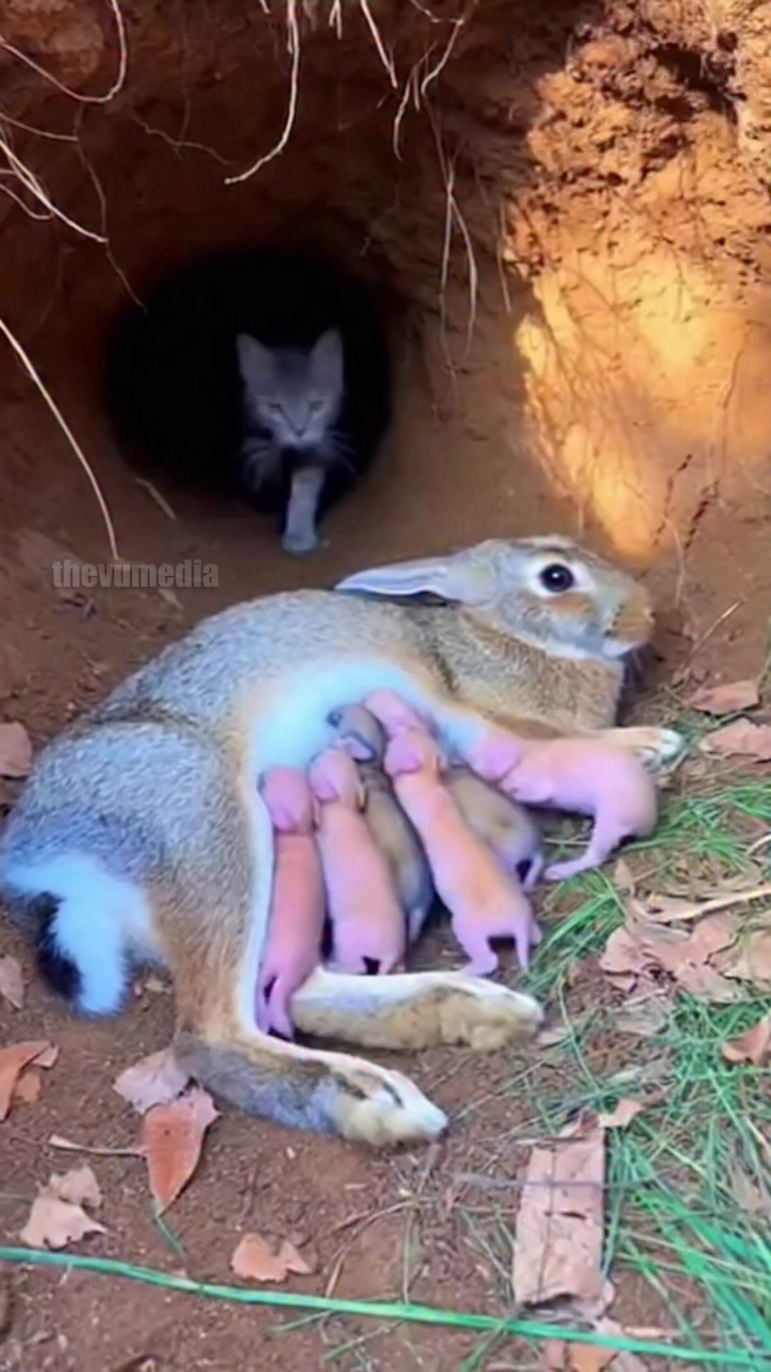 A stunning display of animal cooperation and cross-species trust was ...