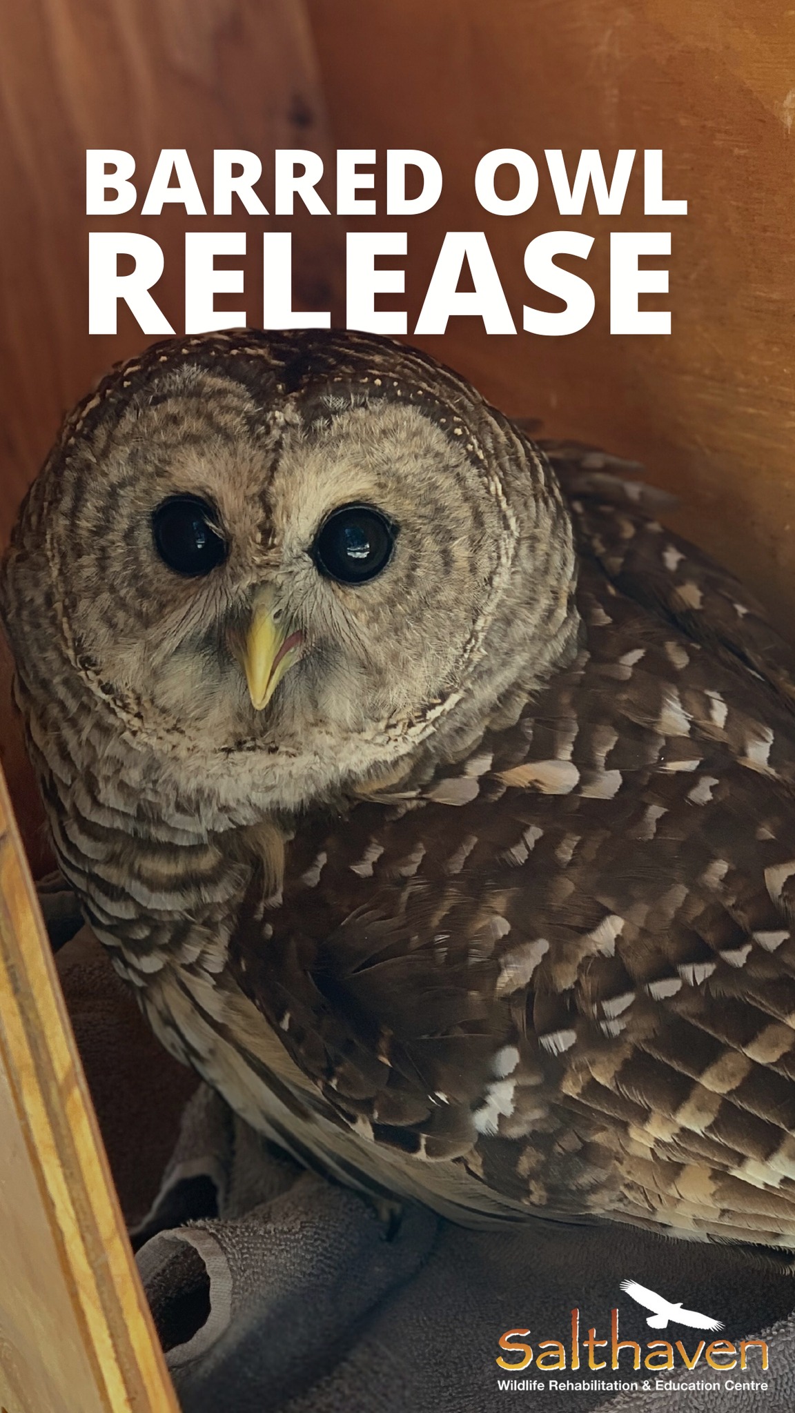 This Barred Owl was found hanging off the side of a bridge, tangled in ...