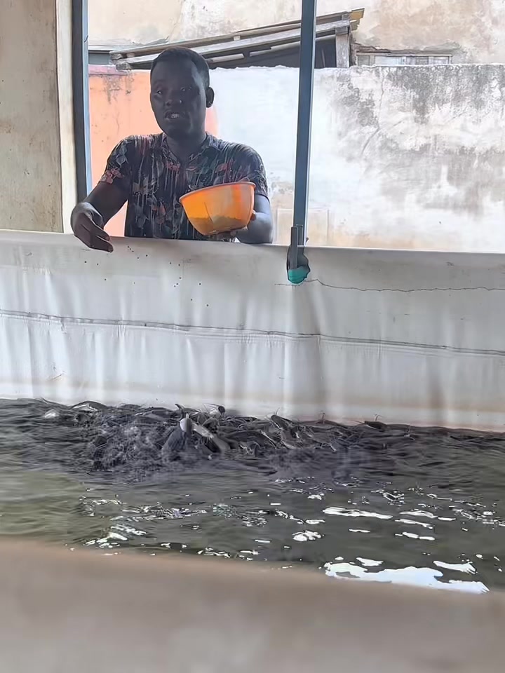 The difference between loss and profit in catfish farming is often ...
