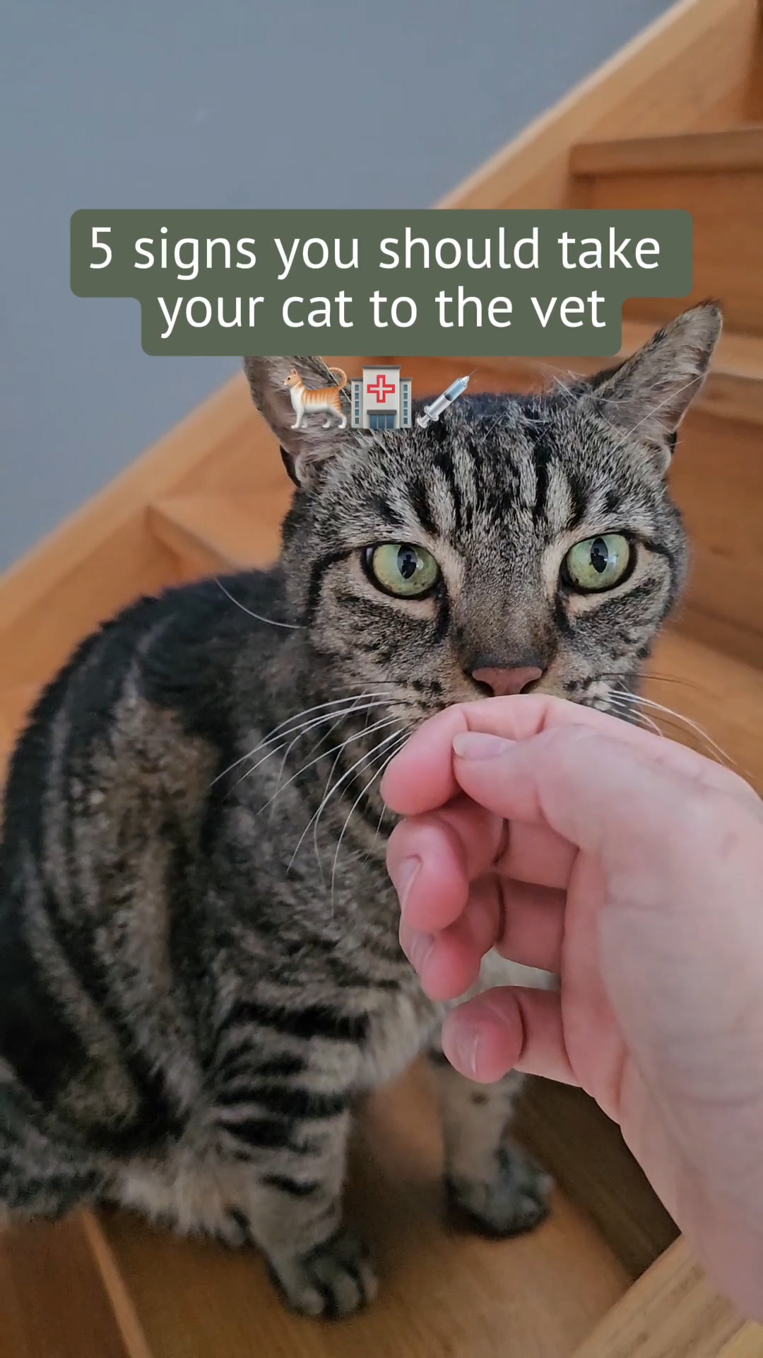 Cats are masters at hiding when something’s off 🐱 These 5 signs are ...