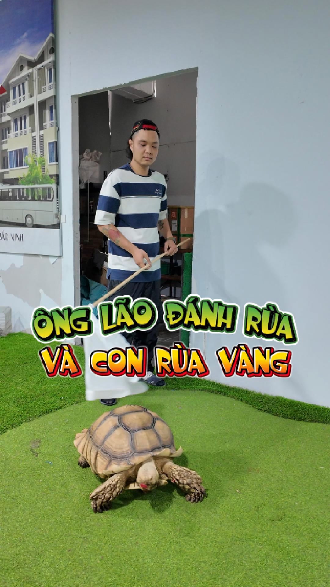 Chú bé chăn rùa và con rùa vàng 🐢😆😵‍💫#oeganimals #sulcata #tortoise # ...