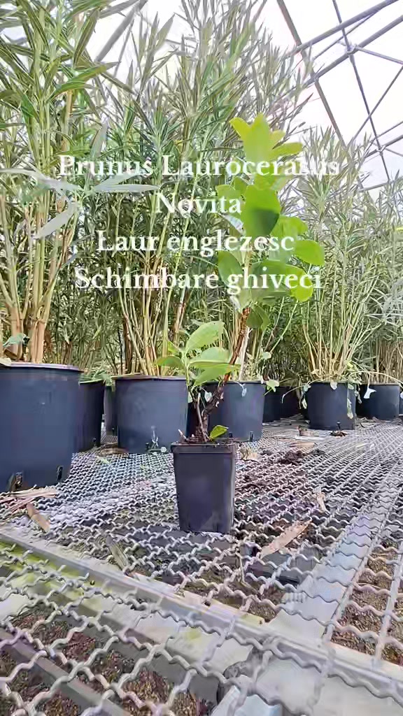 🌿 Transvazarea laurului englezesc – tips & tricks 👉 Laurul englezesc nu ...