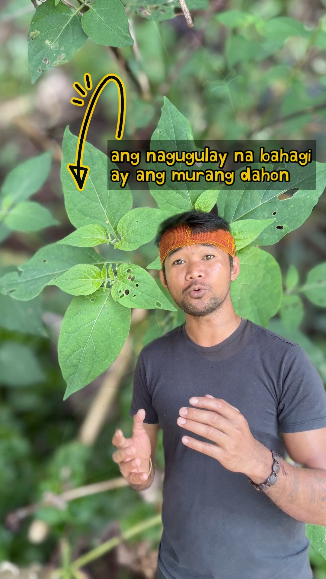 Namumulaklak ito ng kulay puti na hugis bituin, at namumunga ito ng ...
