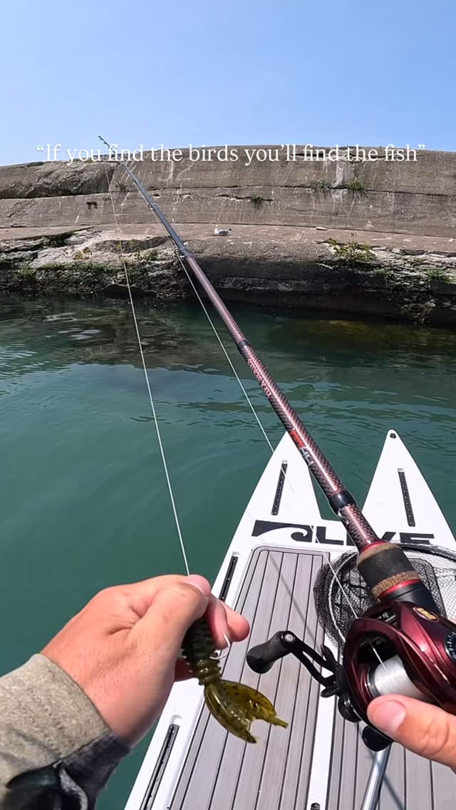Birds are the only fish finder I use! It’s a fun time of year to be out ...