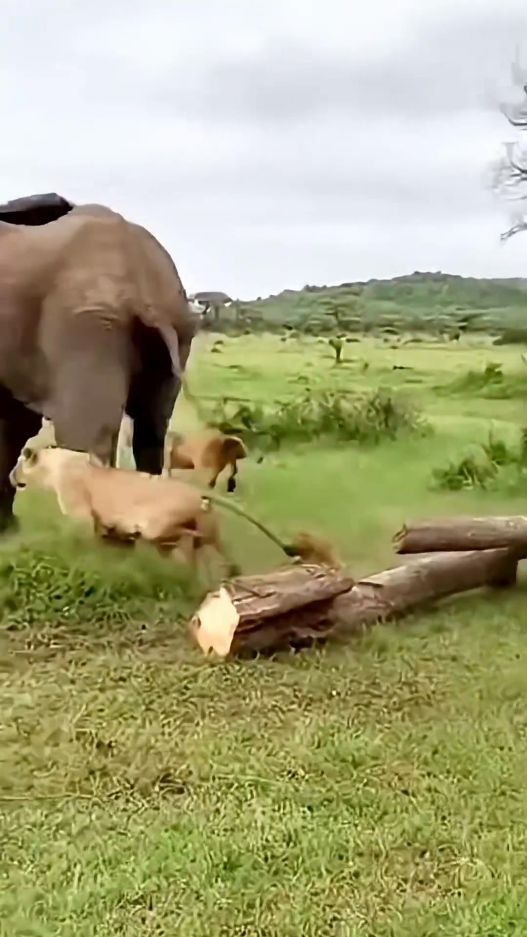 Lions Fail to Catch Hyena Until Elephant Intervenes! #wildliferescue # ...