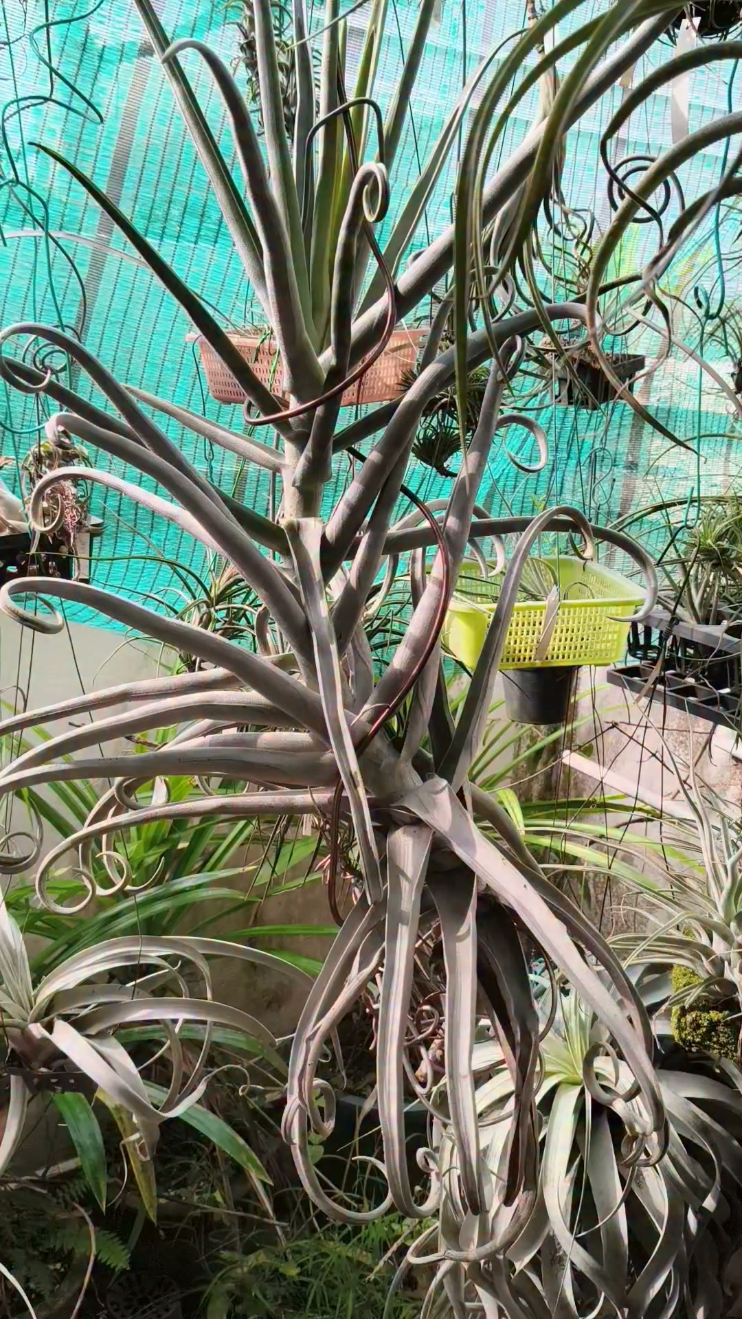 Tillandsia concolor Red Prince: The normal Tillandsia concolor has