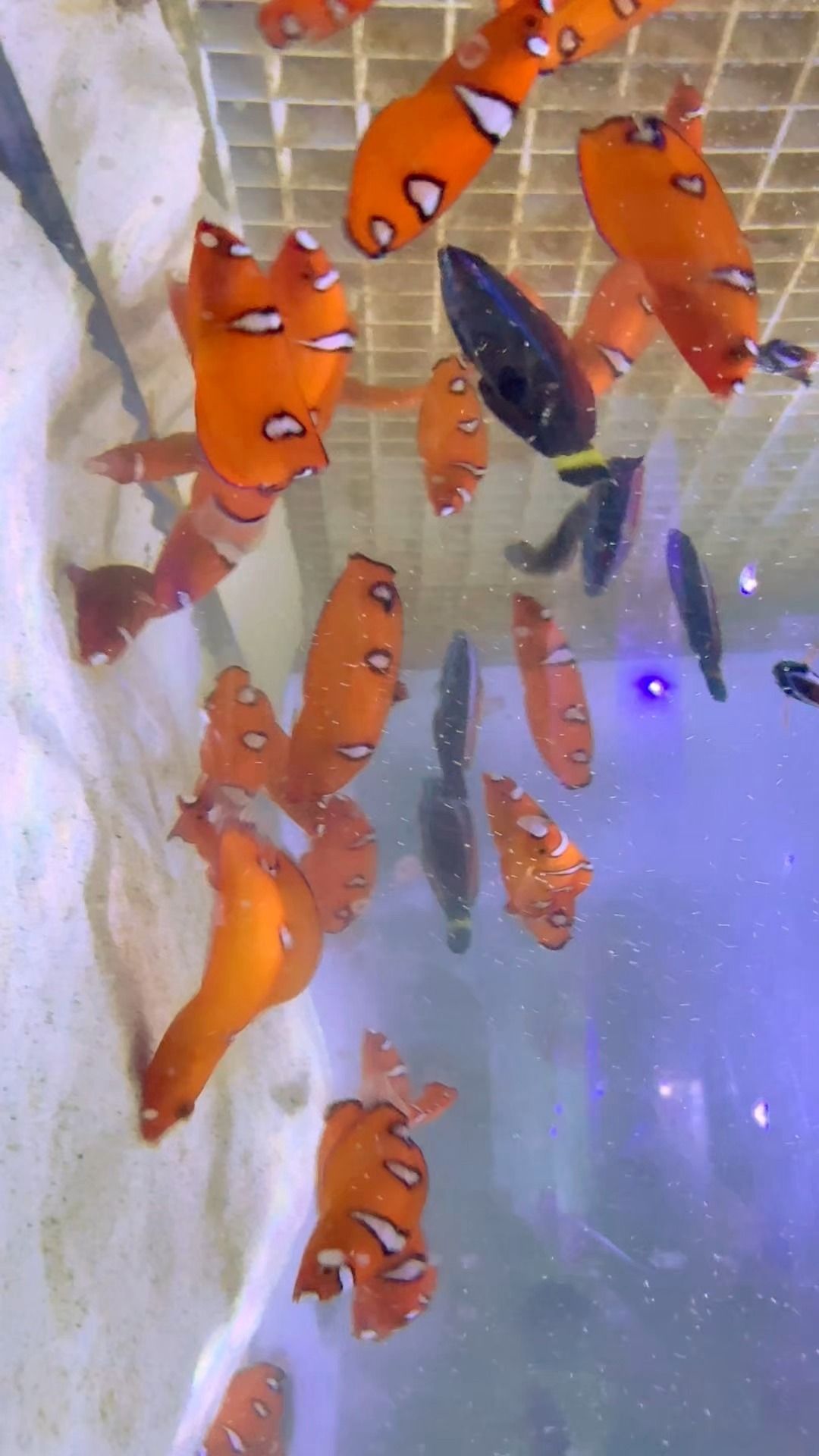 aquarium fish net coupon code Co-Op Use it for scooping fish Happy Easter we have a
