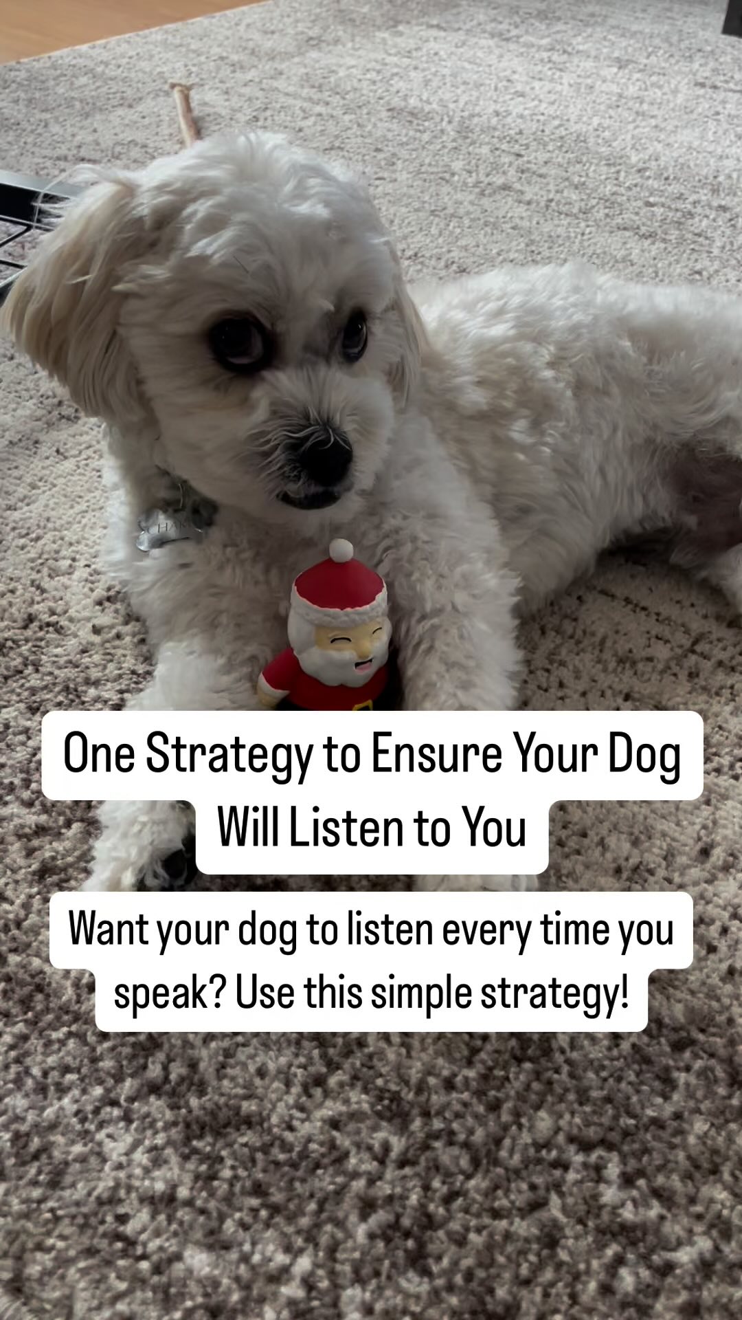 Photo inspiration: Fresh Look at One Of The Biggest Mistakes Dog Owners Make When Trying