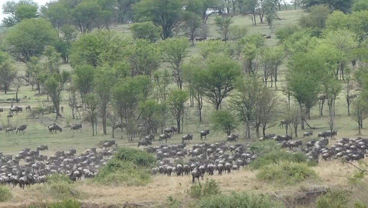 Mkonga Tanzania Safaris | Arusha