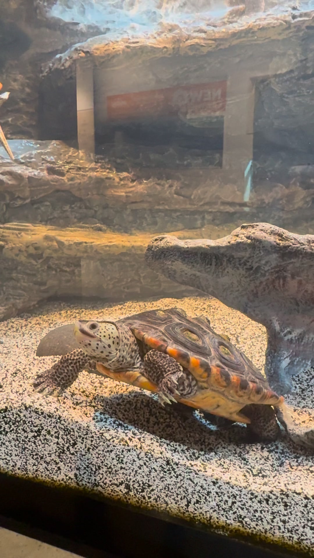The diamondback terrapins are busy swimming and exploring in their tank ...