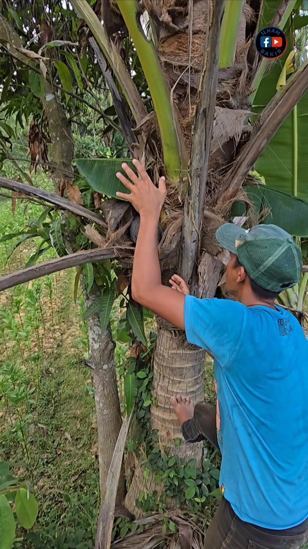 Catching jungle fowl hiding in coconut trees | Ilham Bakir | Facebook
