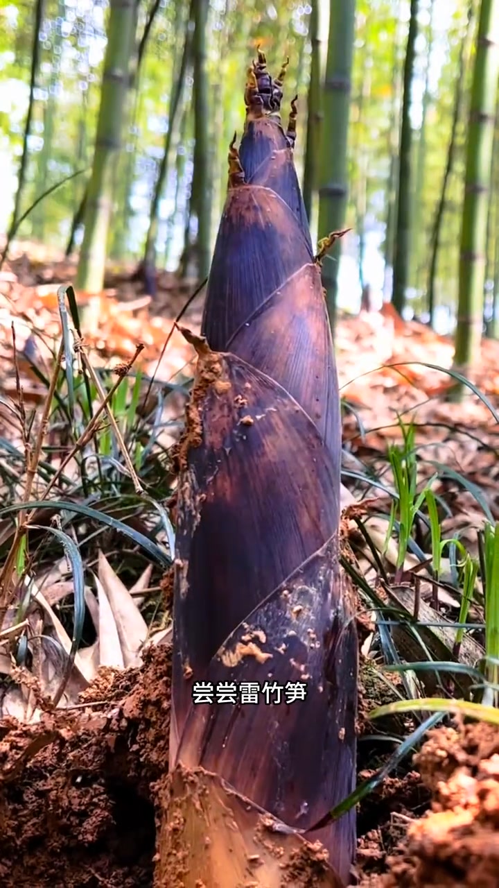 現貨 矮生雲竹種子（50粒）新種上市 現貨速發 矮化雲竹 四季易種 辦公室茶桌桌面綠植花卉 多年生常綠植物 稀有雲竹種子 https://s ...