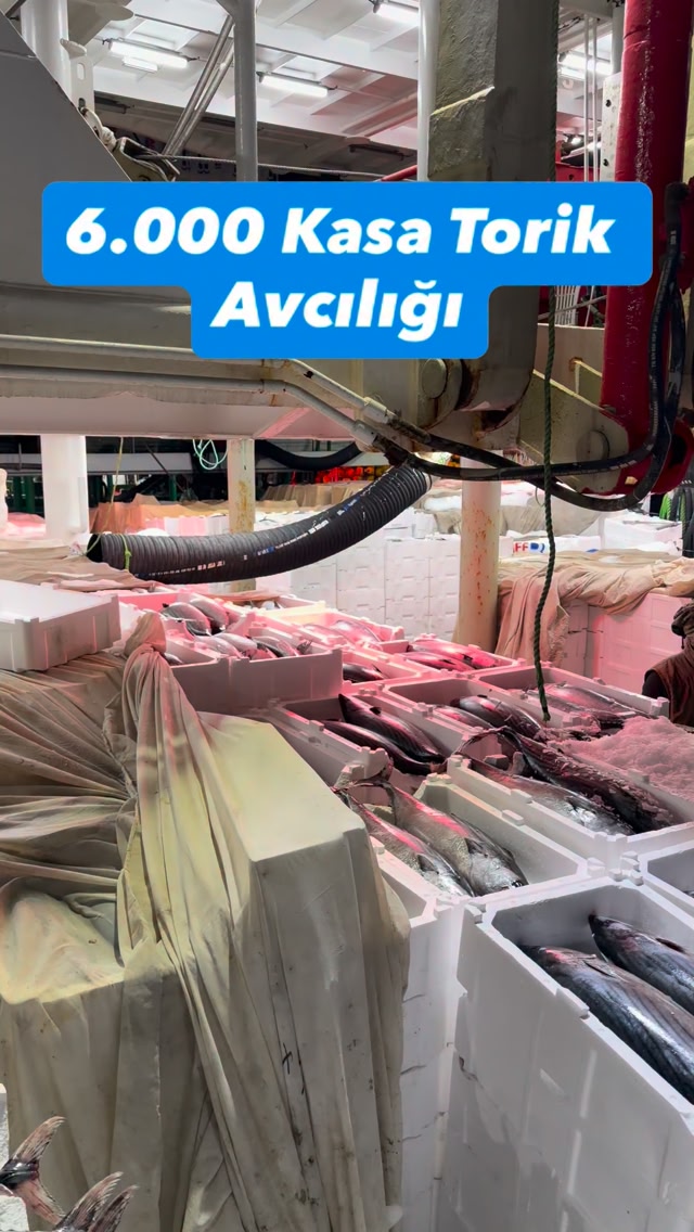Türkiye DİKKAT! 🇹🇷🐟 Bu görüntüler sıradan değil… 6.000 KASA TORİK ...
