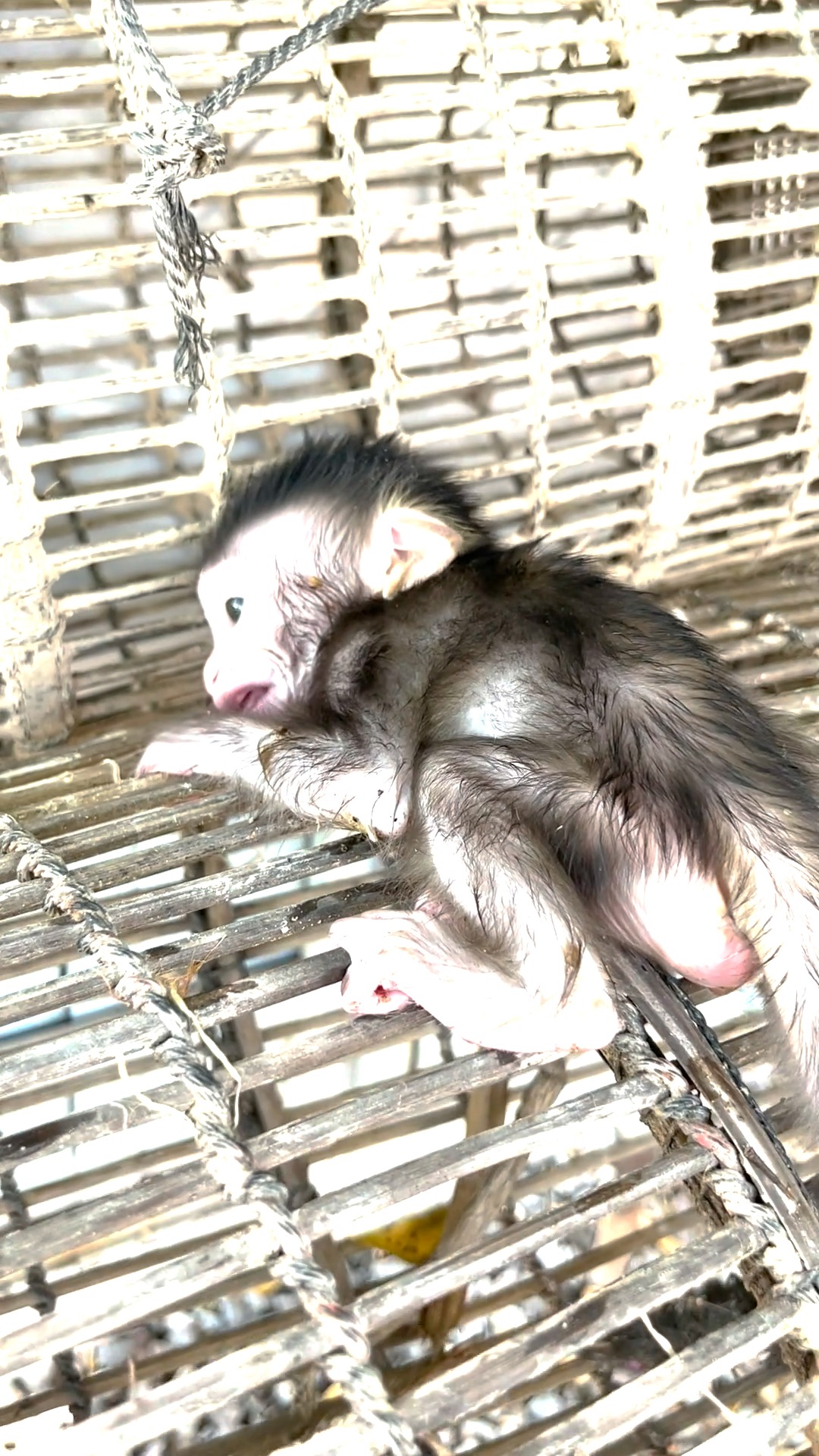 “Tears fall when I see a monkey suffer like this 💔” | Reels Monkey ...