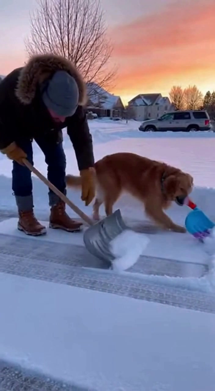 When teamwork goes to the next level! Watch as this determined dog ...