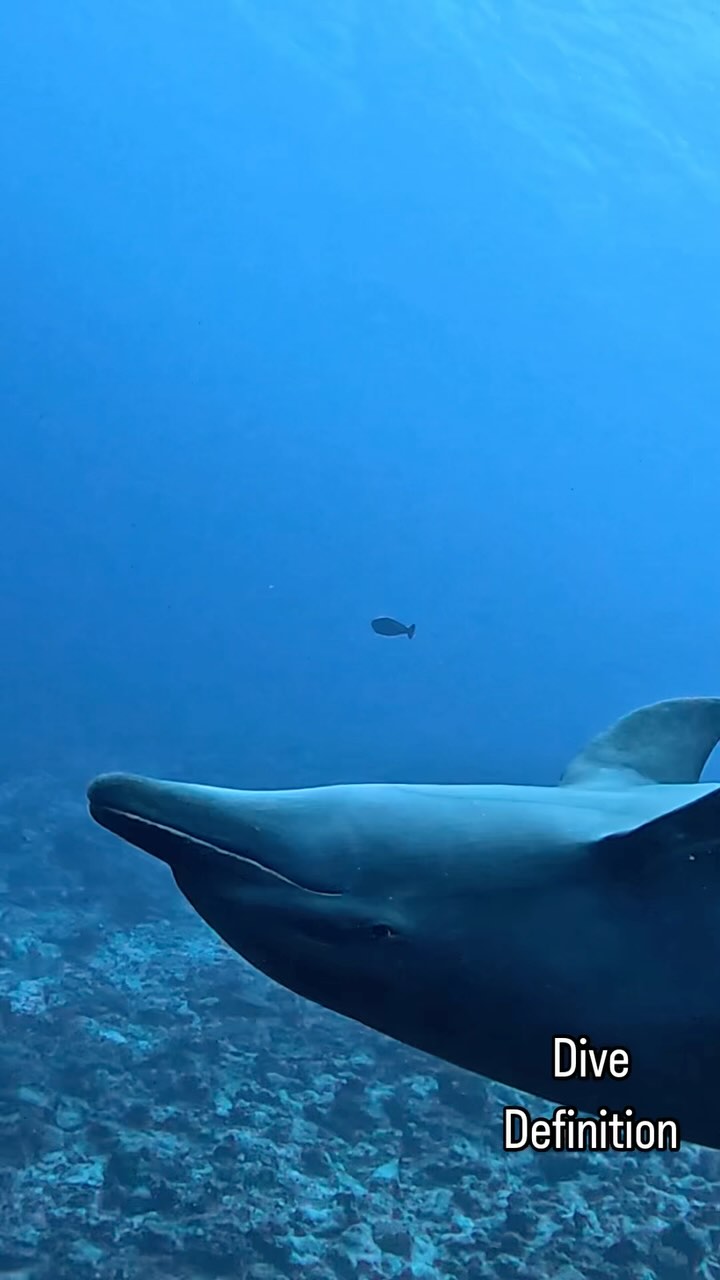 Who get‘s the attention #divedefinition #saarpfalztaucher #tauchen # ...