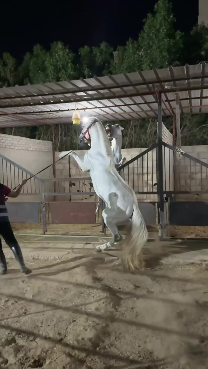 حلقة كاملة (اهدانى بيضة🥚 بس مش عادية وحصان عربى رجله اتعلقت بعد عاصفة ...