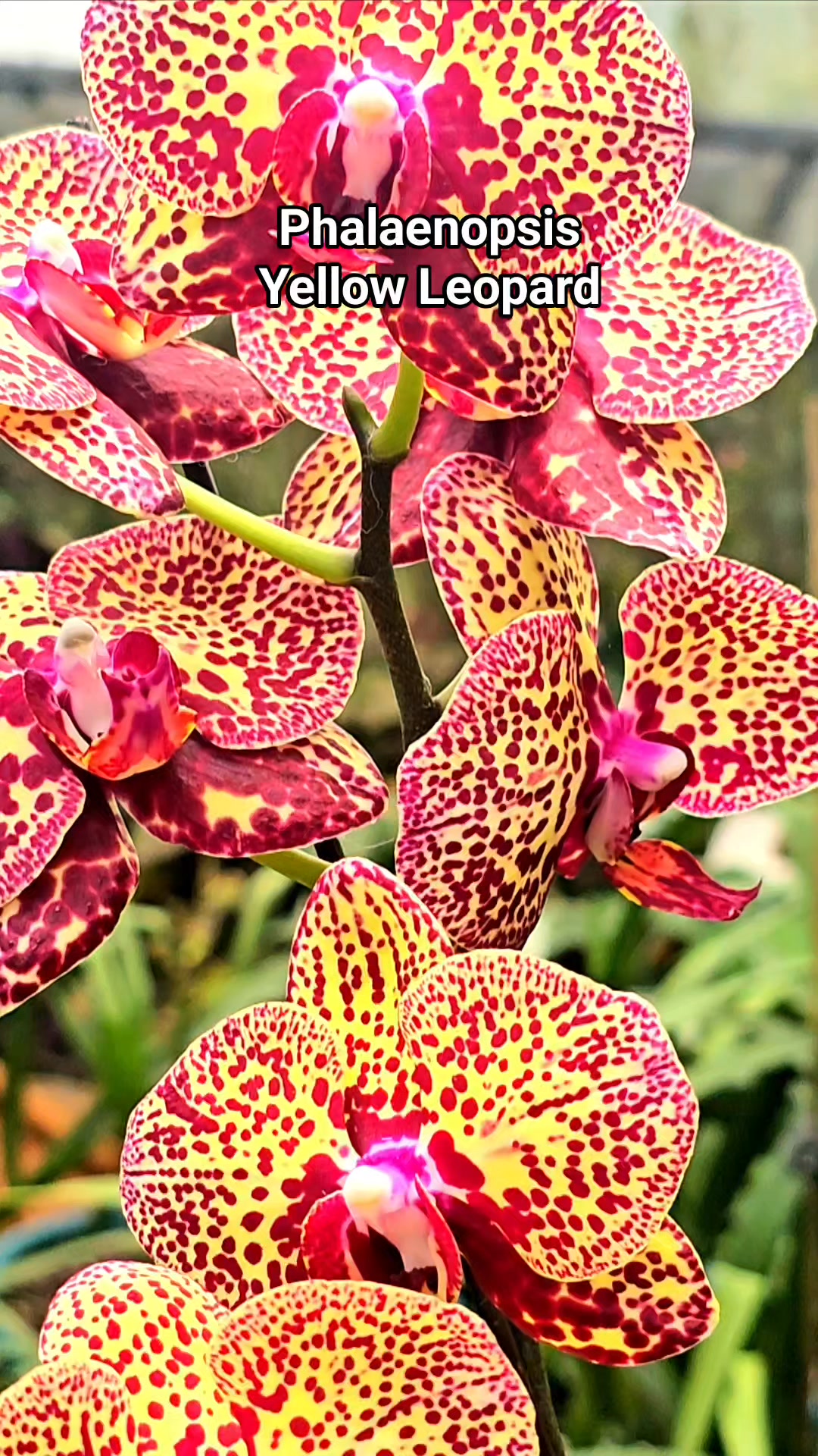 Phal. Yaphon Golden Leopard #靜靜養蘭 Hong Kong