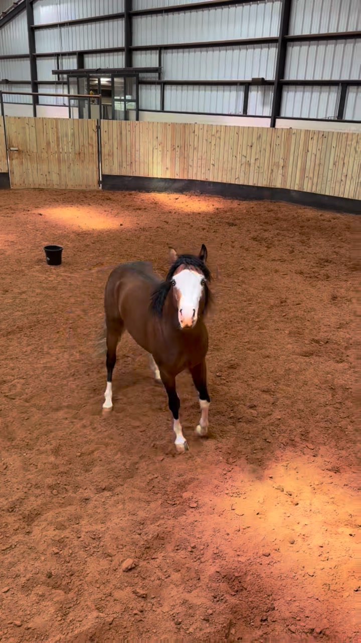 Meet the 7 Lakes Ranch NRBC Open Finalist horses: Then (first day