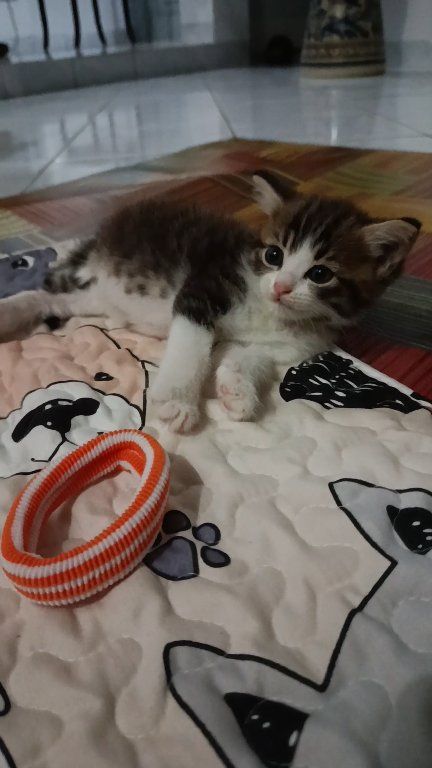 Boboy si imut 😍😘 Semoga sehat selalu.. #kucing #animals #catlovers ...