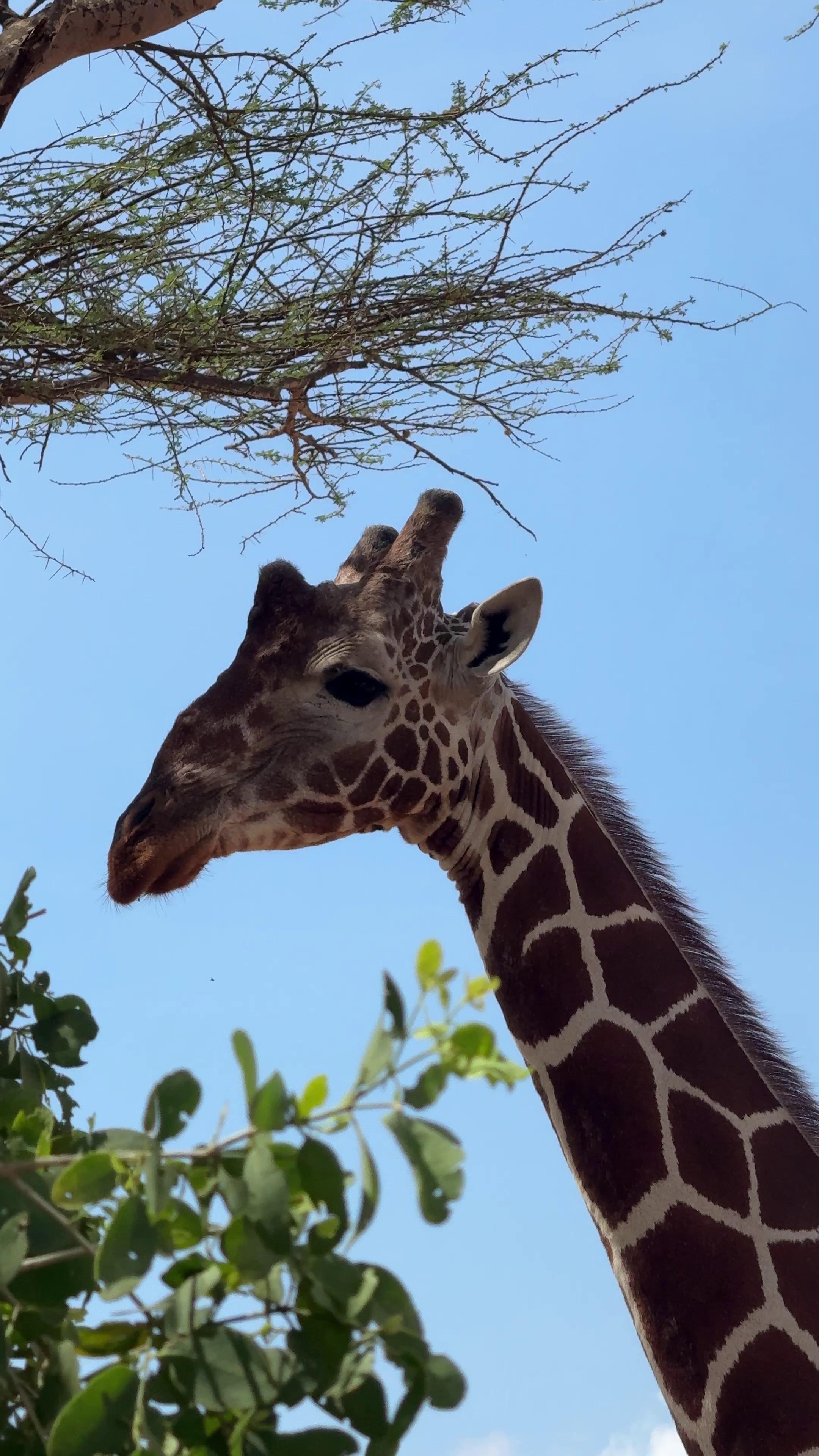 Fahlo - There are FOUR main types of giraffes, so why do... | Facebook