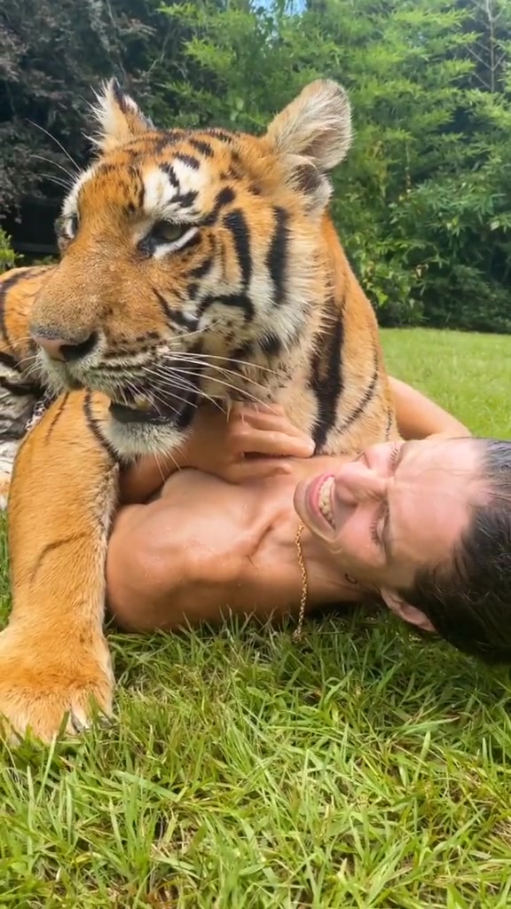 Tiger love 🐯💖 | Kody Antle