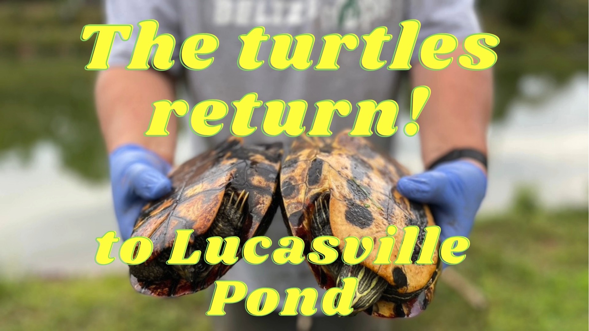 Celebrate #worldturtleday at Lucasville Pond next Friday, May 23 as we ...