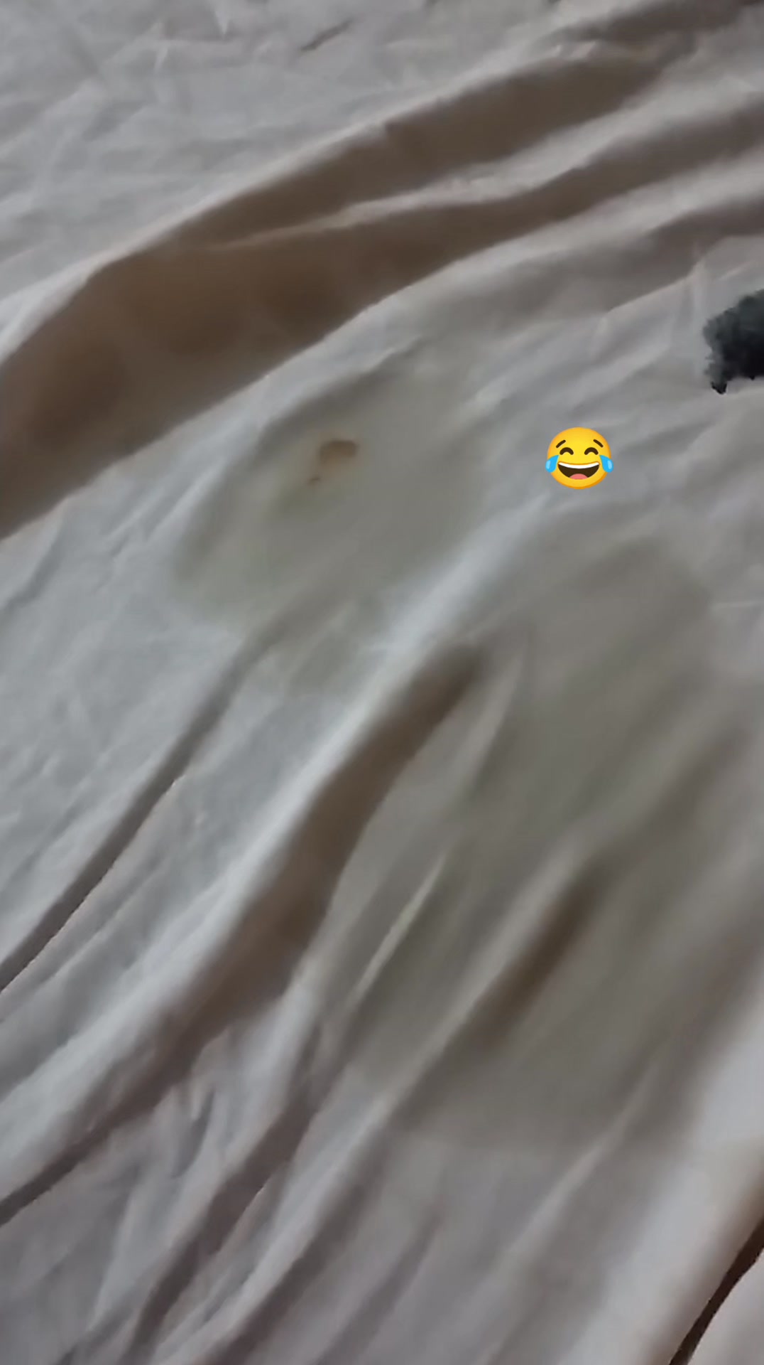 Un segundo antes de quitarme, decidió el pollo acomodarse en la cama 🐤 ...
