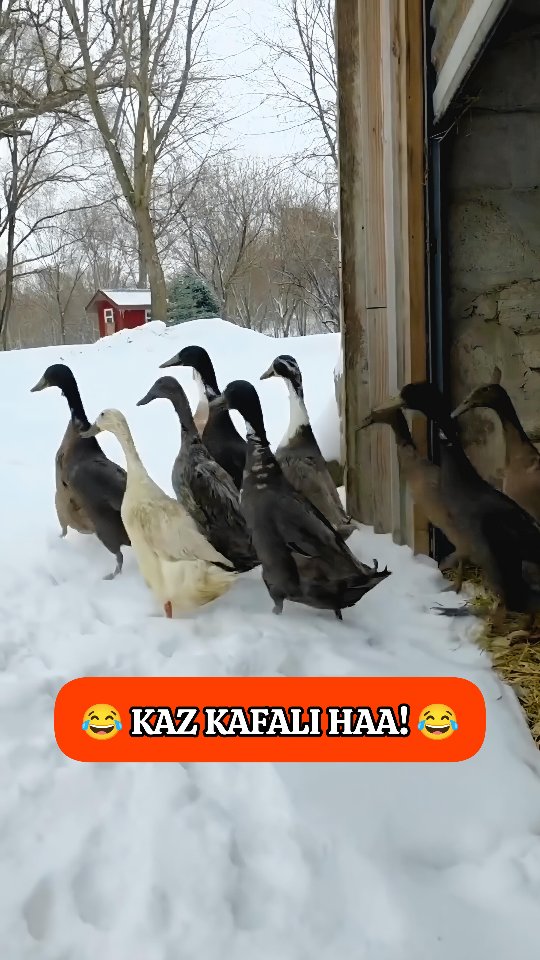 KAZ KAFASI HA 🤣😂🤣 kar yerlerse kesileceklerini biliyorlar.. akılıllar 😂 ...