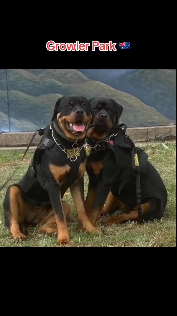 Growler Rottweilers on Reels | Facebook