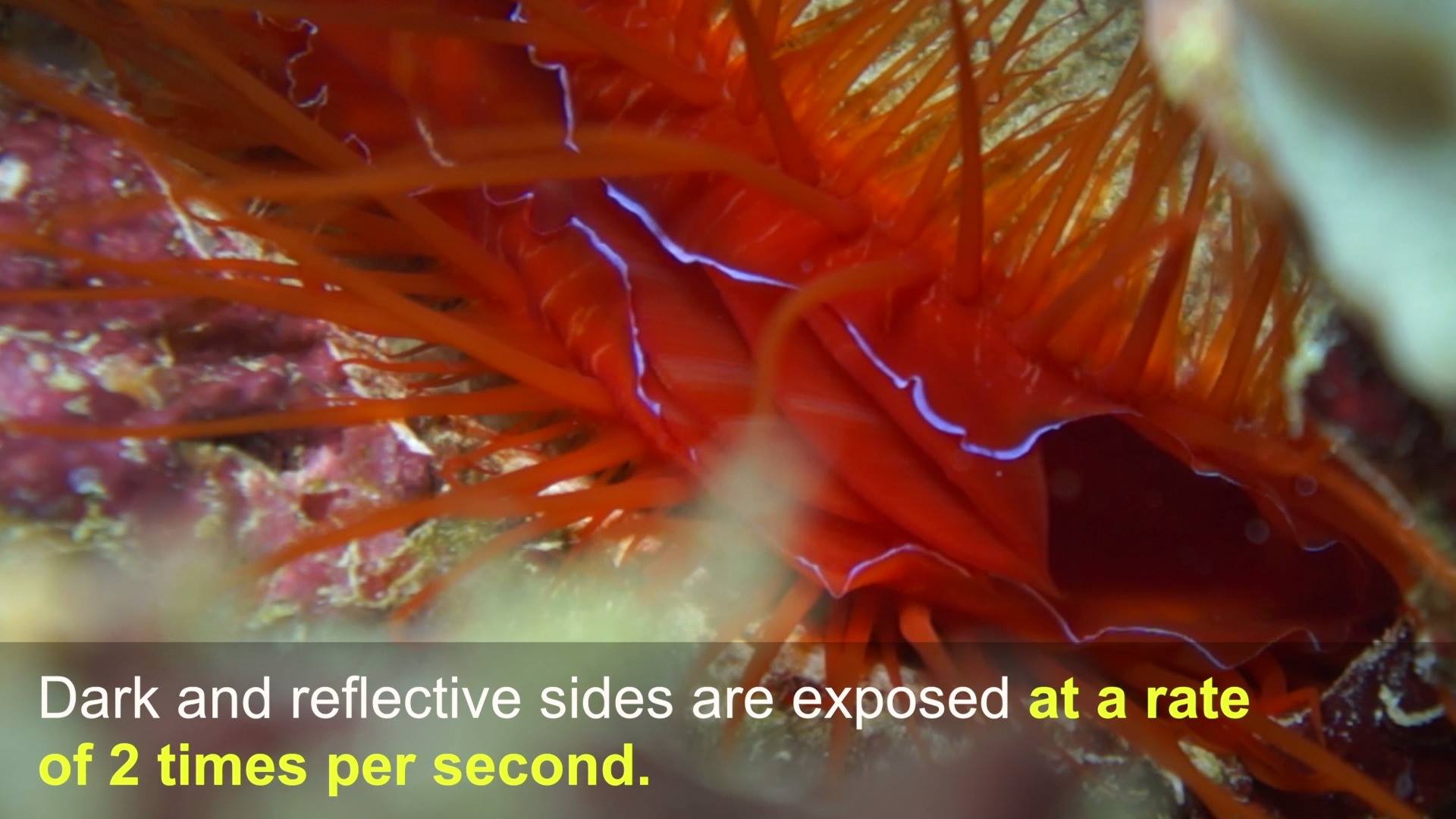 Found on tropical reefs in the Indo-Pacific, the electric file clam has ...