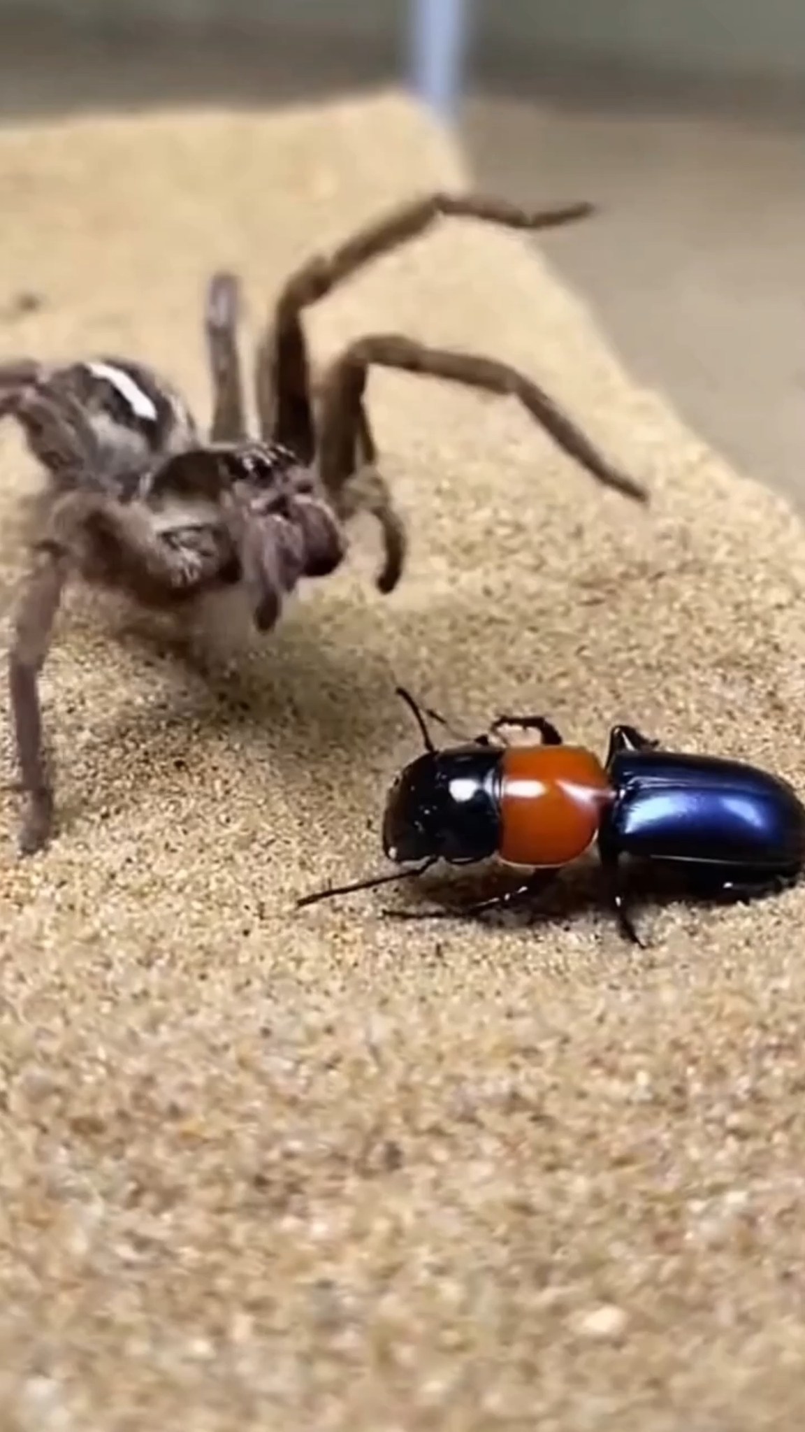 A Wolf Spider contacts the specialized chemical mechanism of a ...