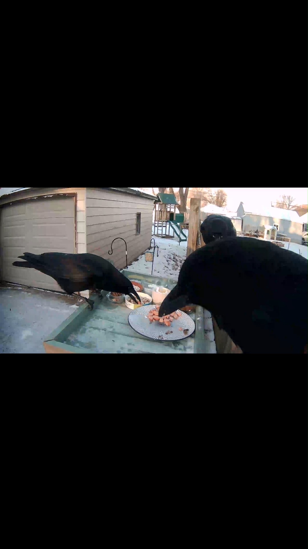 Hogs Not Crows: Watch More Videos At YouTube.com/@lunchwiththecrows ...