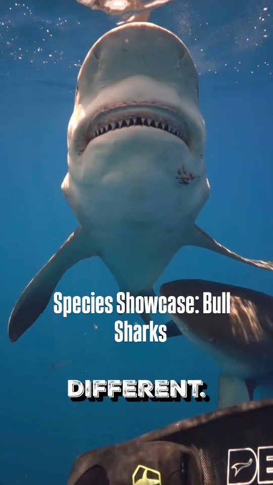 The bull shark: built like a tank but nothing like the movies. 🦈 They ...