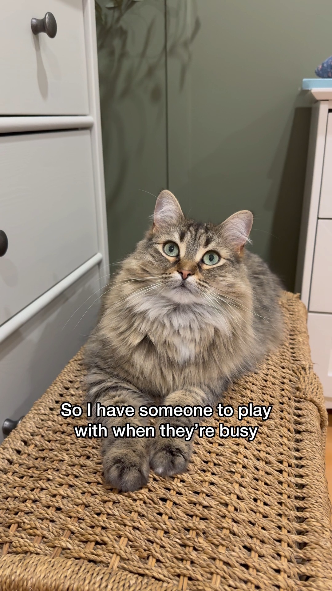 So Simone is a sacrifice?! 🤣 #cat #cutecat #catlovers #petlovers # ...
