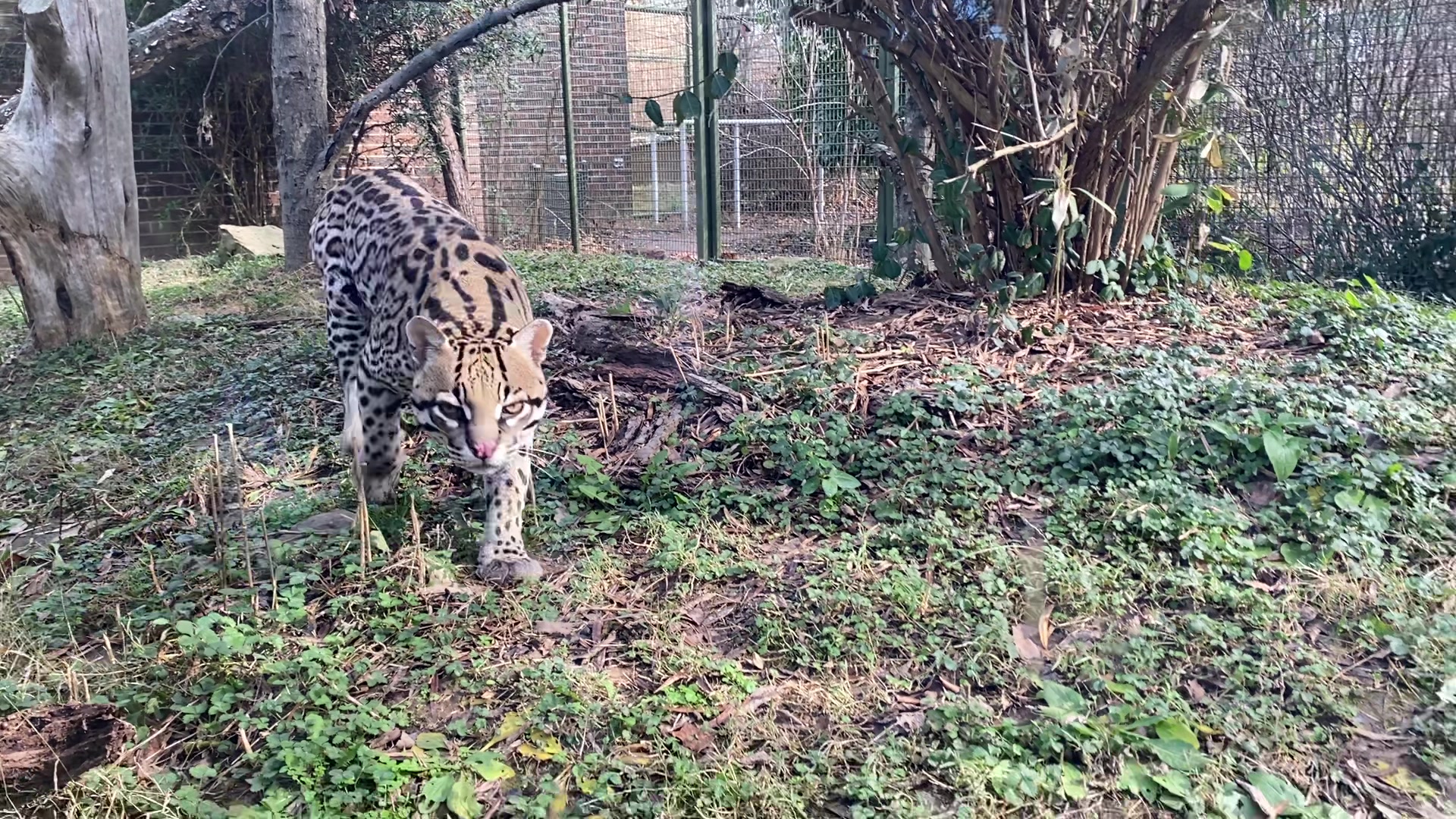Frisco our Ocelot isn’t camera shy. He came right up when our Marketing