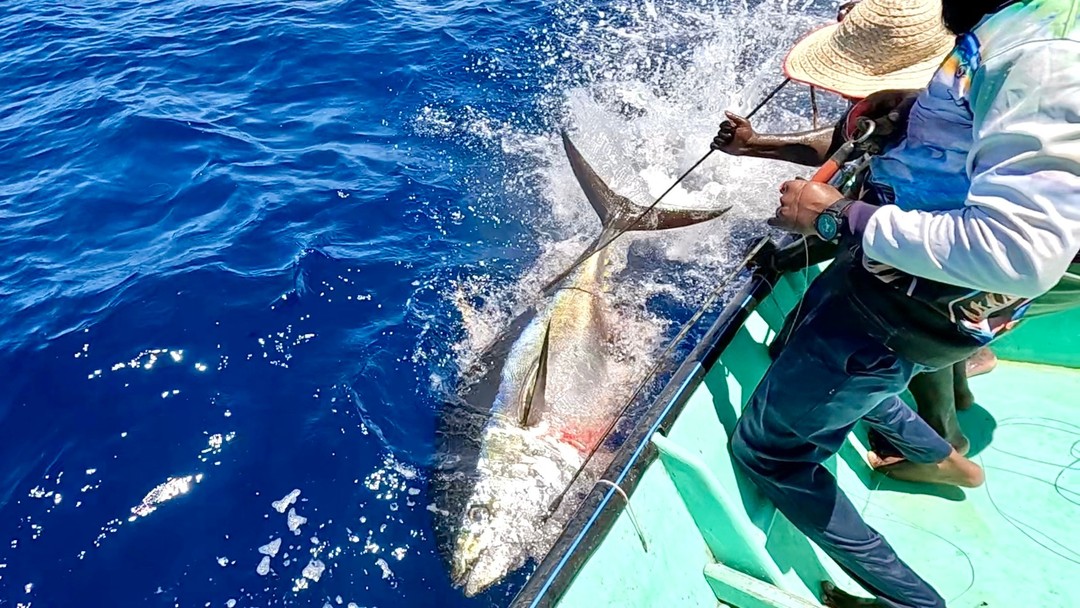big-yellowfin-tuna-caught-using-live-rosy-snapper-as-bait-fishing