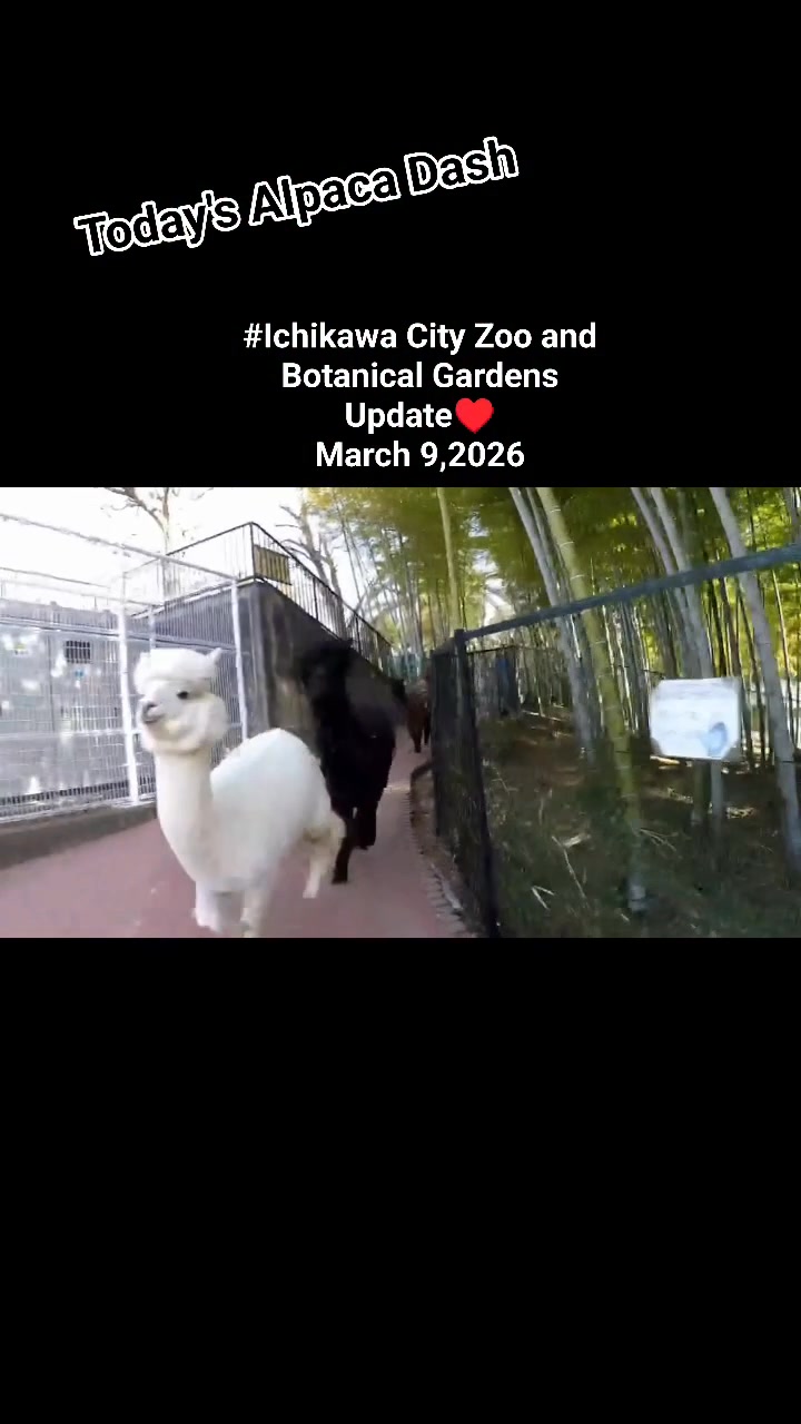 Today's Alpaca Dash #Ichikawa City Zoo and Botanical Gardens