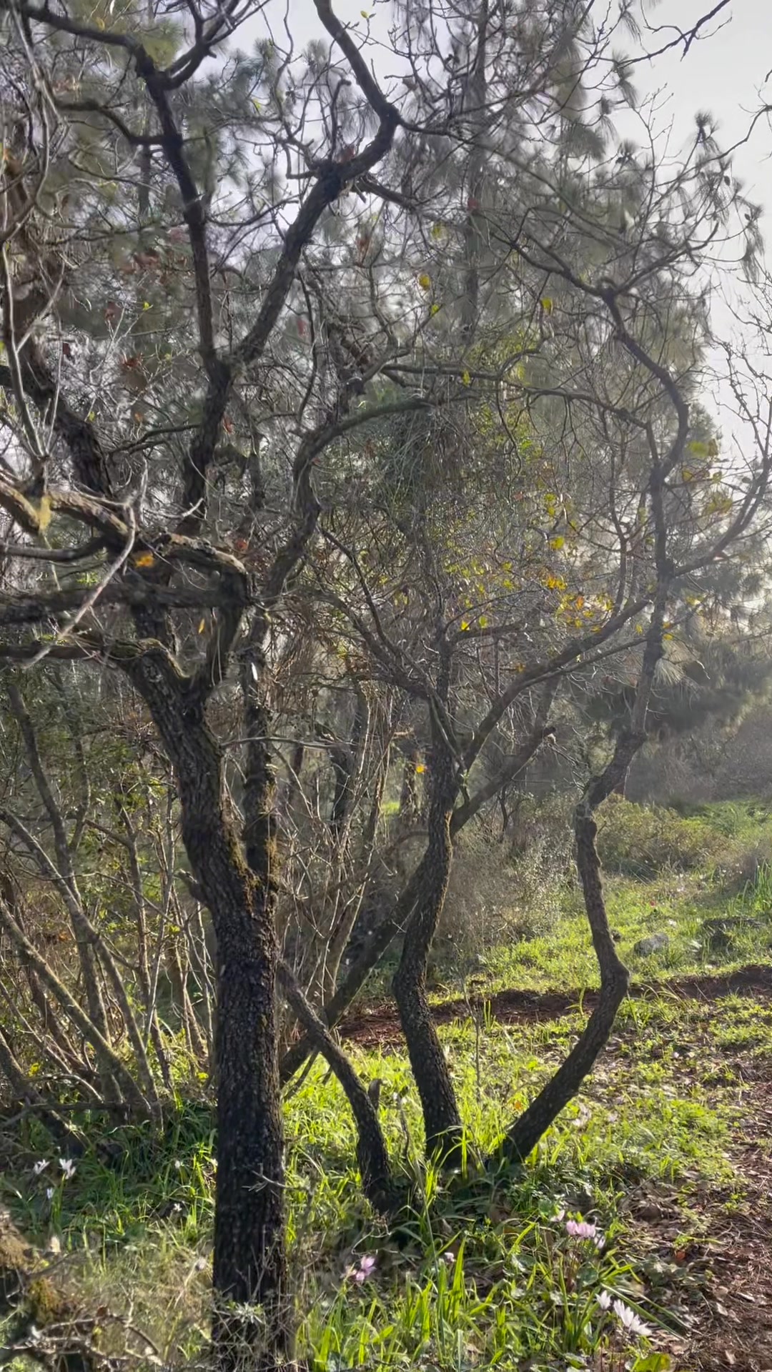 היום בבוקר ביער האהוב שלי 🌿 רצה בין העצים, נהנית מכל מגע עם האדמה, מכל ...