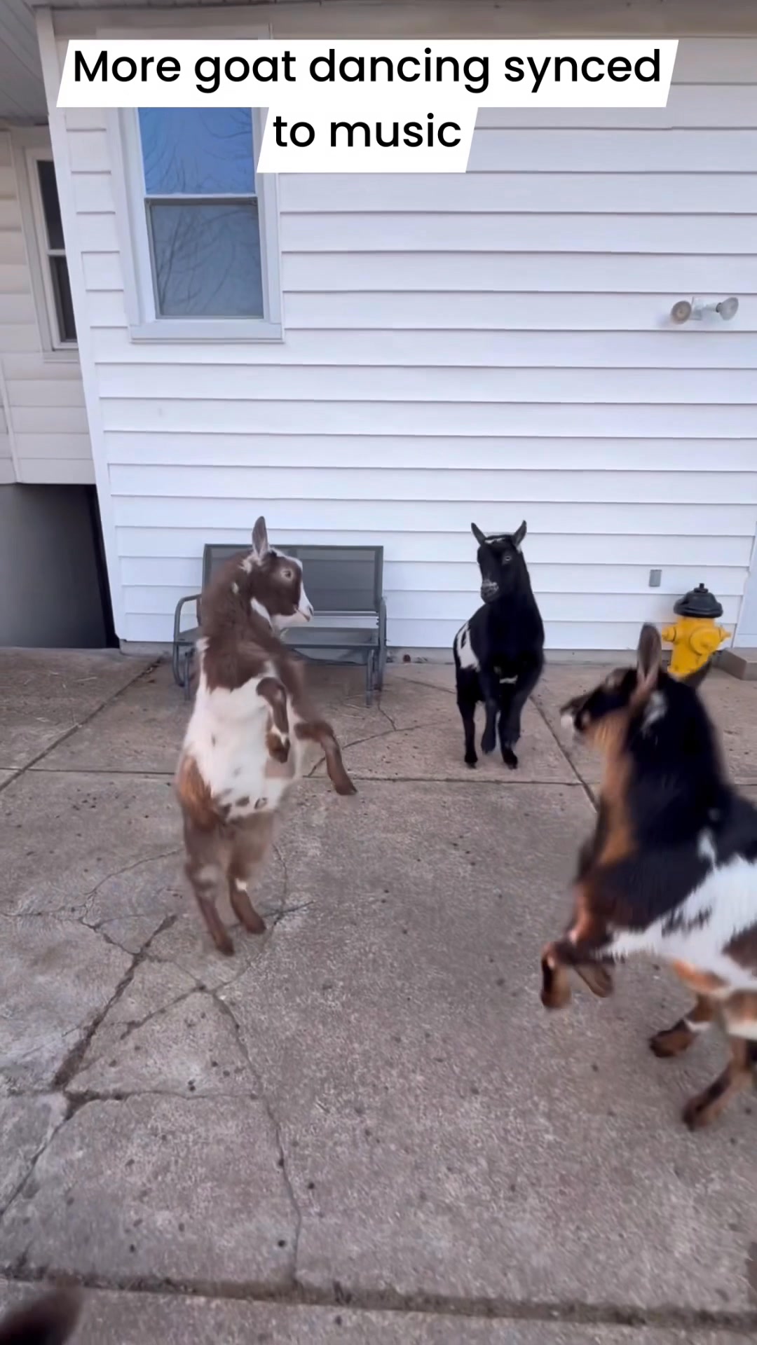 More goat dancing synced to music! Mr. Pickles and Whoopsie are the ...