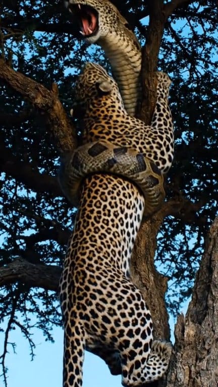 A large python, clinging to a tree branch, attacked the leopard without ...