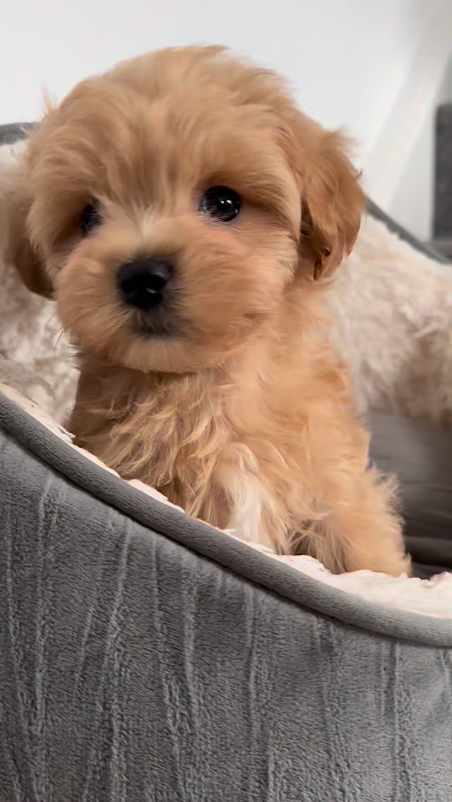 maripooh　0823 maripooh 0823 maripooh 0823 3 – Maltipoo Puppy for Sale in