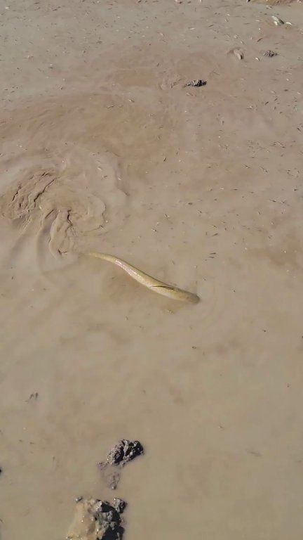 Low Water Fishing 🌿💧 #dryseason #fishingvideo | Epic Outdoor Fishing ...